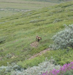 Fox img_2314