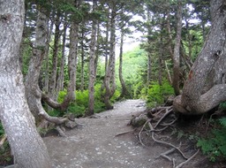 Trail at top img_2457