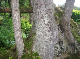 Tree img_2468