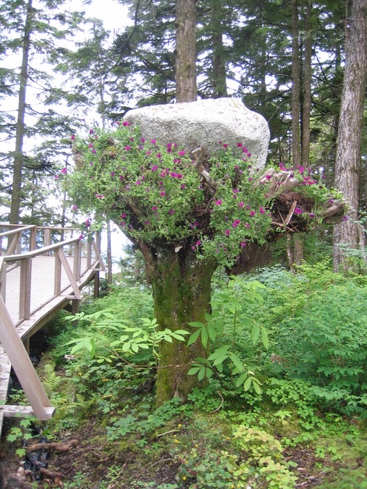 Upside down Tree img_2473