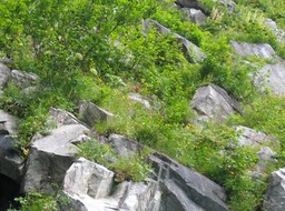 Flowers on Mountainside img_2545