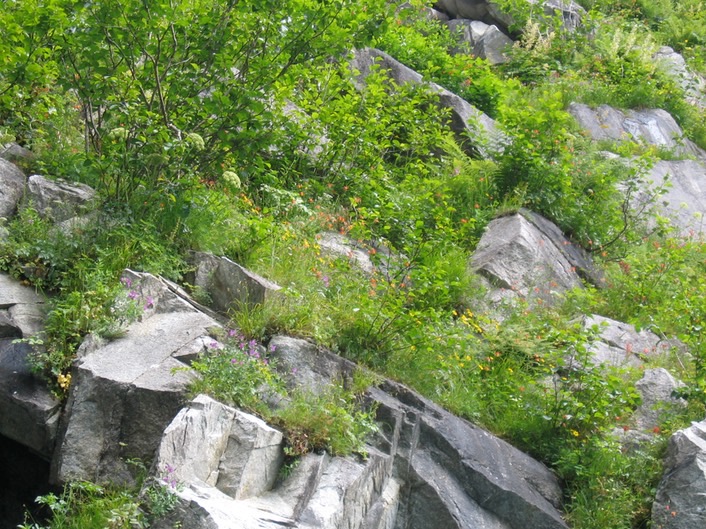Flowers on Mountainside img_2545