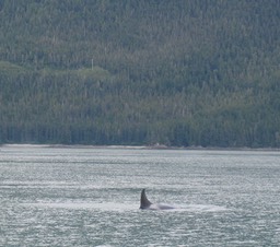 Whale img_2549