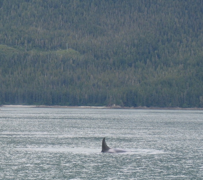 Whale img_2549