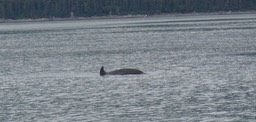 Whale img_2550