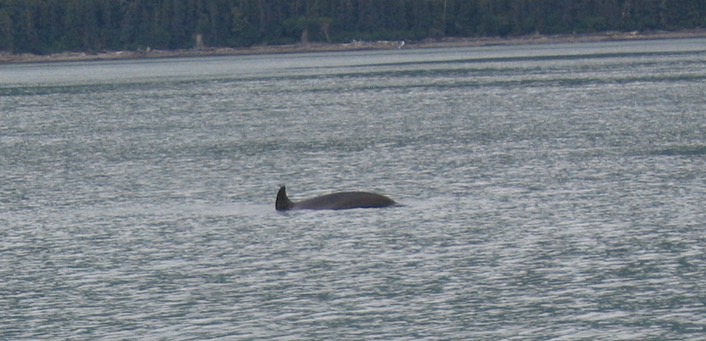 Whale img_2550