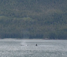 Whale img_2553