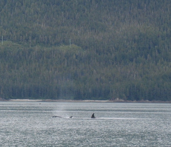 Whale img_2553