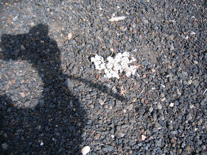 Flowers in Rock img_2708