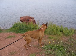 Frodo on shore img_3257