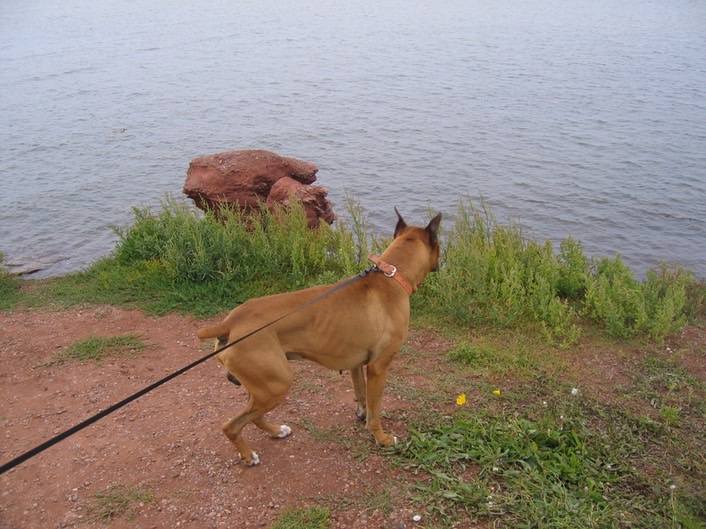 Frodo on shore img_3257