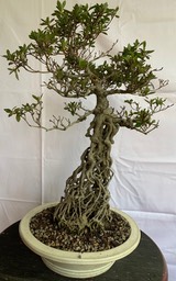 IMG_5208