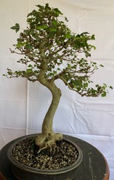 IMG_5224