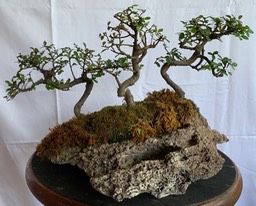 IMG_5225