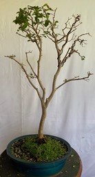 IMG_5237