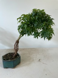 Japanese maple 2