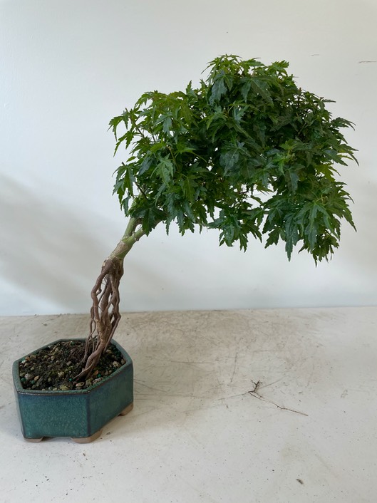 Japanese maple 2