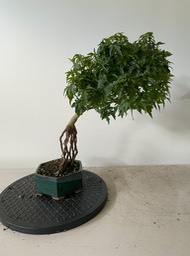 Japanese maple