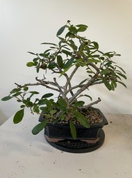 Japanese quince