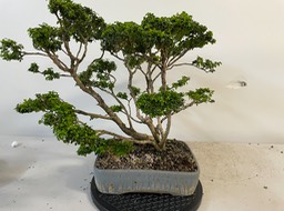 Large boxwood