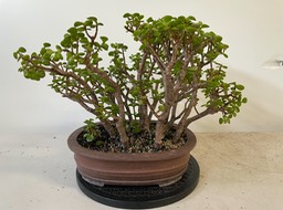 Large jade forest