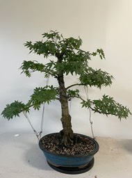 Maple awakawa