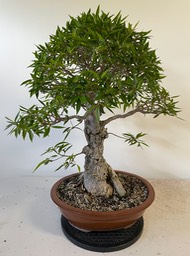 Narrow leaf ficus