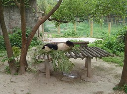 Panda p1020417