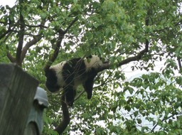 Panda p1020420