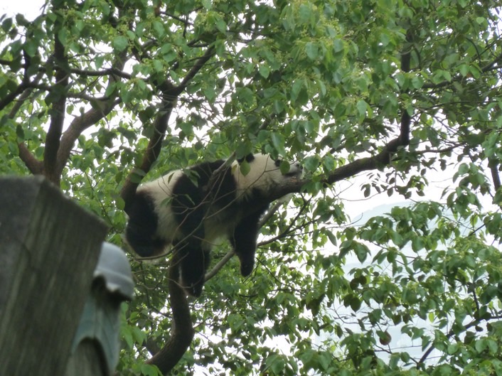 Panda p1020420