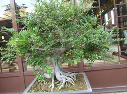 P1020947