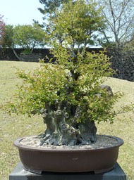 P1030411