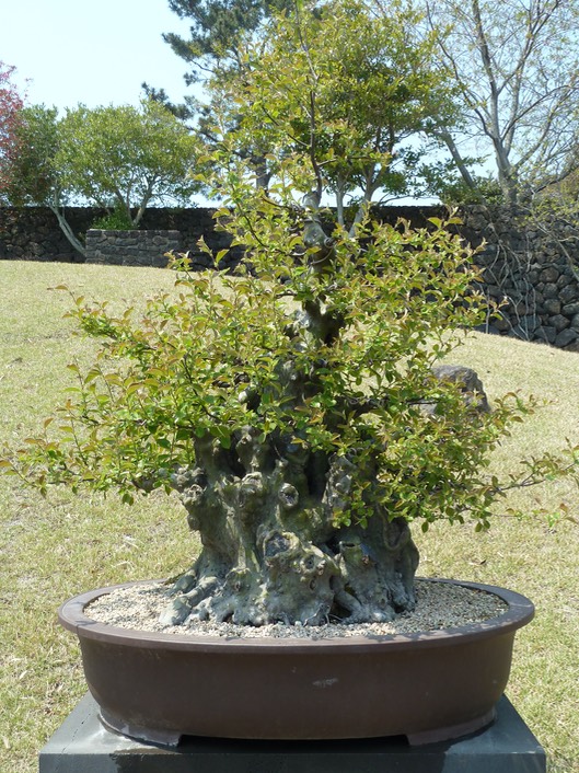 P1030411