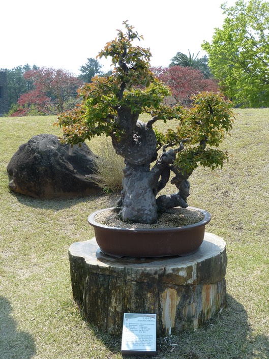 P1030459