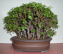 P1040282