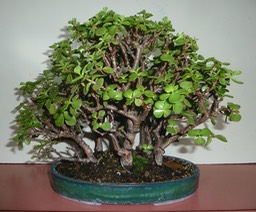 P1040283