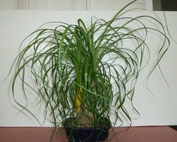 P1040286