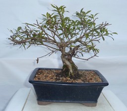 P1040537