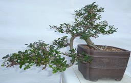 P1040542