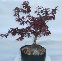 P1040554