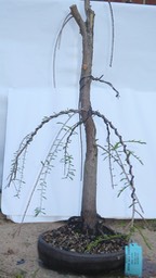 P1040558