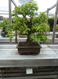 P1050978