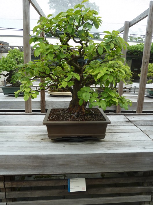 P1050978