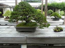 P1050979