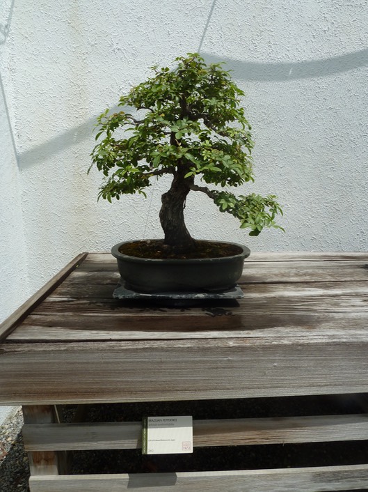 P1060006