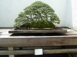 P1060010