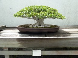 P1060012