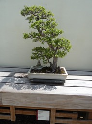 P1060060
