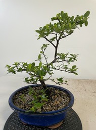 Pyracantha (1)