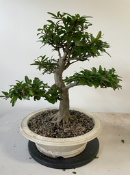 Pyracantha